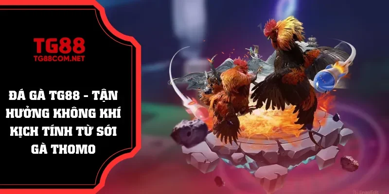 Kịch tích với các trận chọi kê từ Thomo